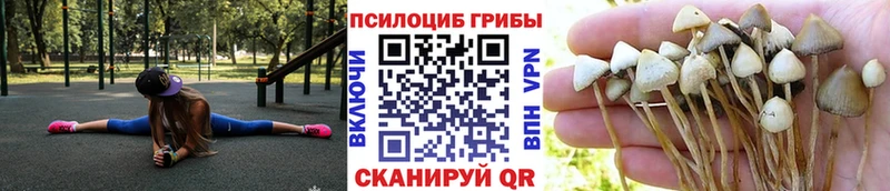 наркота  Камышин  Псилоцибиновые грибы MAGIC MUSHROOMS 